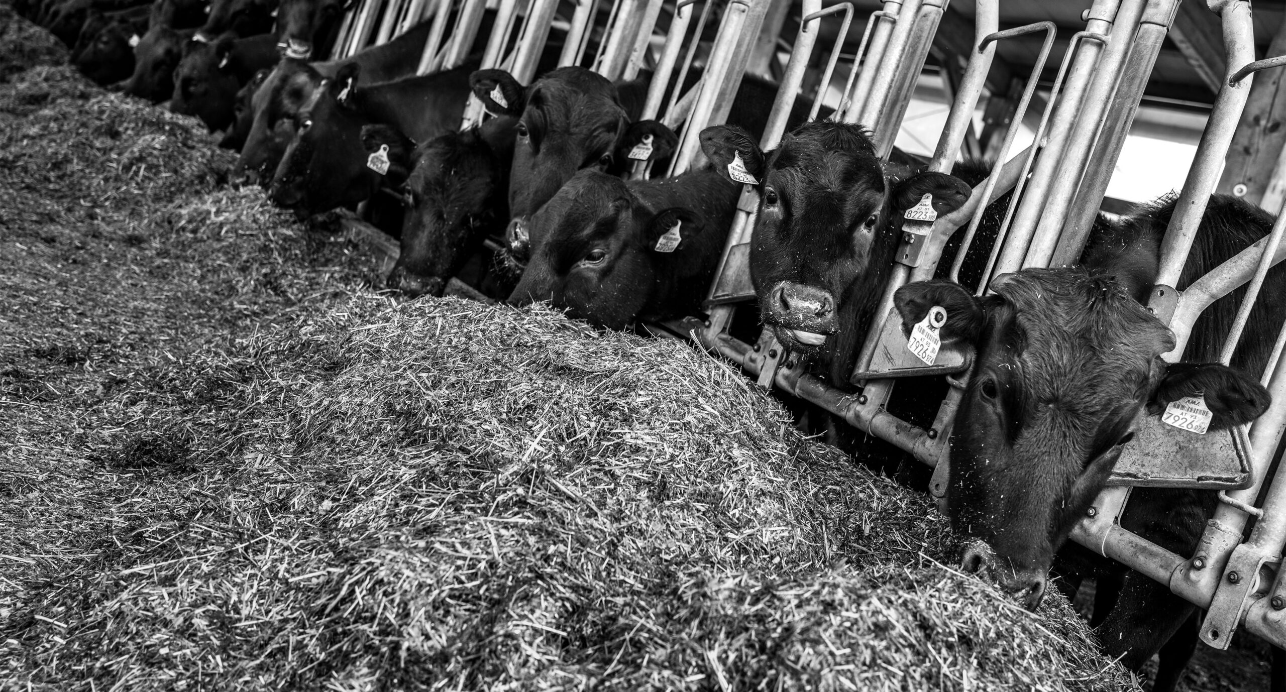 Wagyu Rinder artgerecht gehalten auf Tiroler Bauernhof