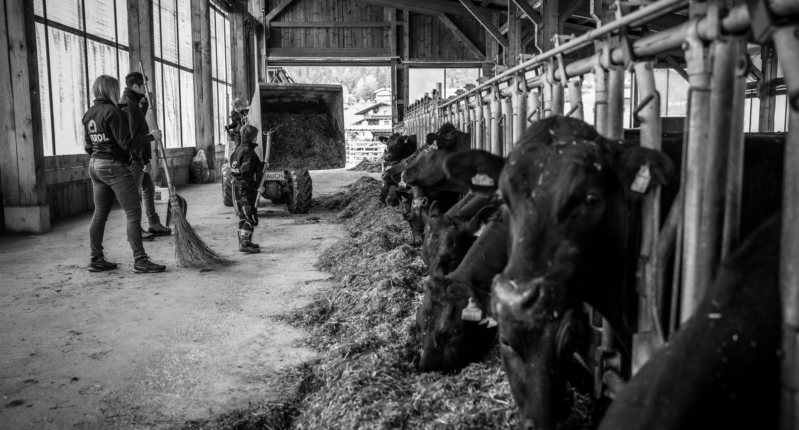 Angus Rinder artgerecht gehalten auf Tiroler Bauernhof