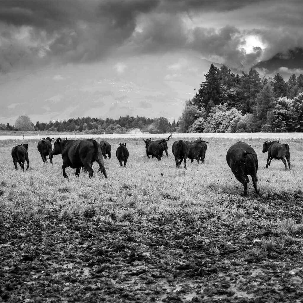 Rinder auf Tiroler Weide